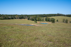 Rolling Acres of Pasture Pineywoods Ranch