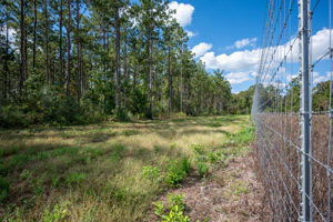 365 Acre Pineywoods High Fenced Game Ranch